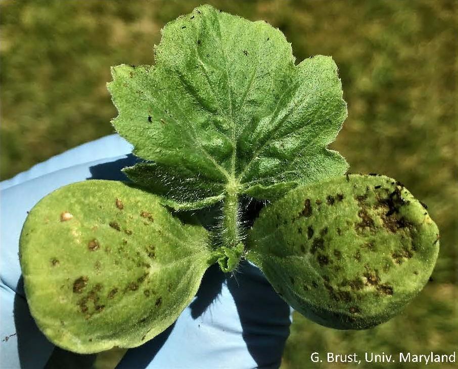 Watermelon cotyledon leaves with brown lesions