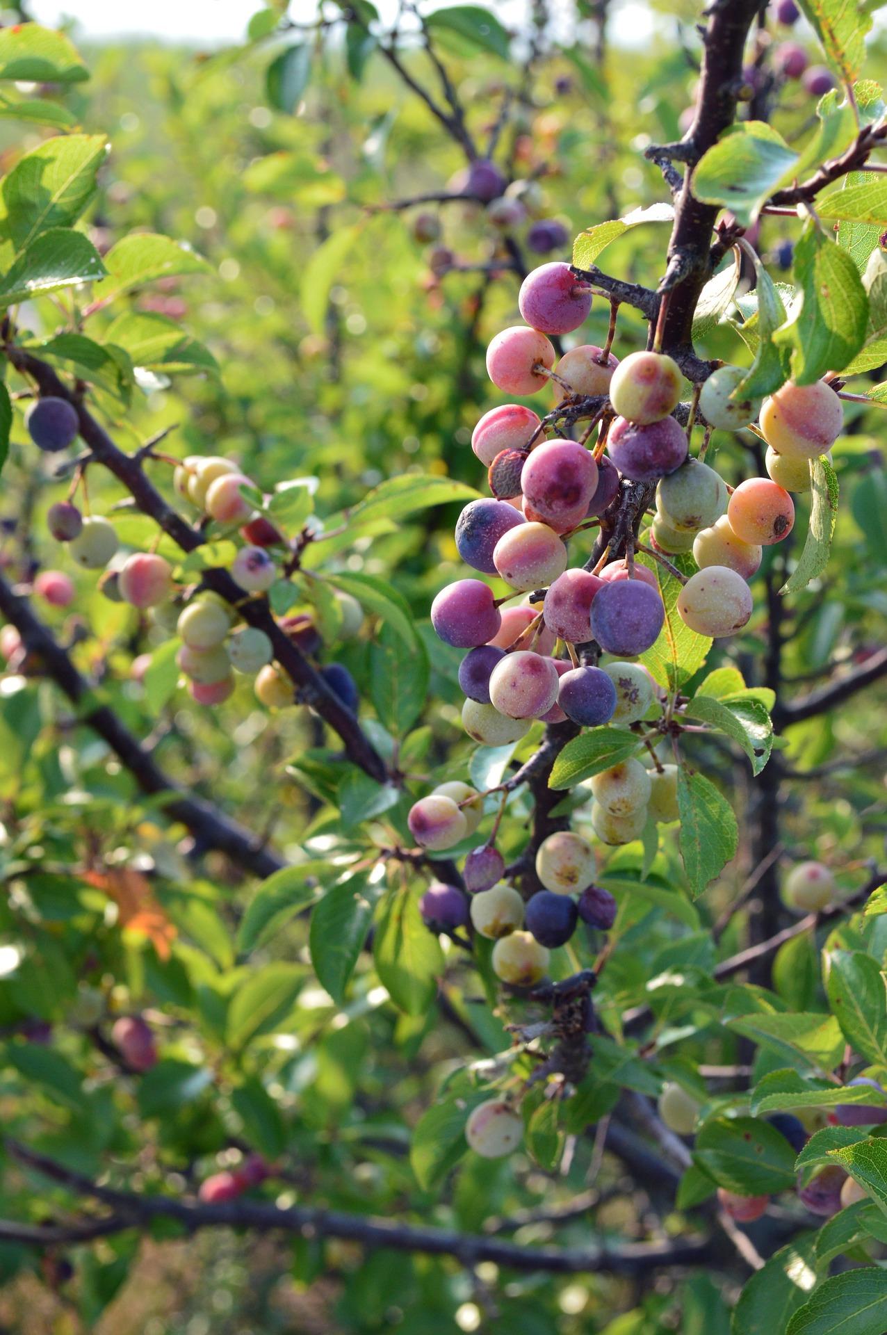 Beach plums