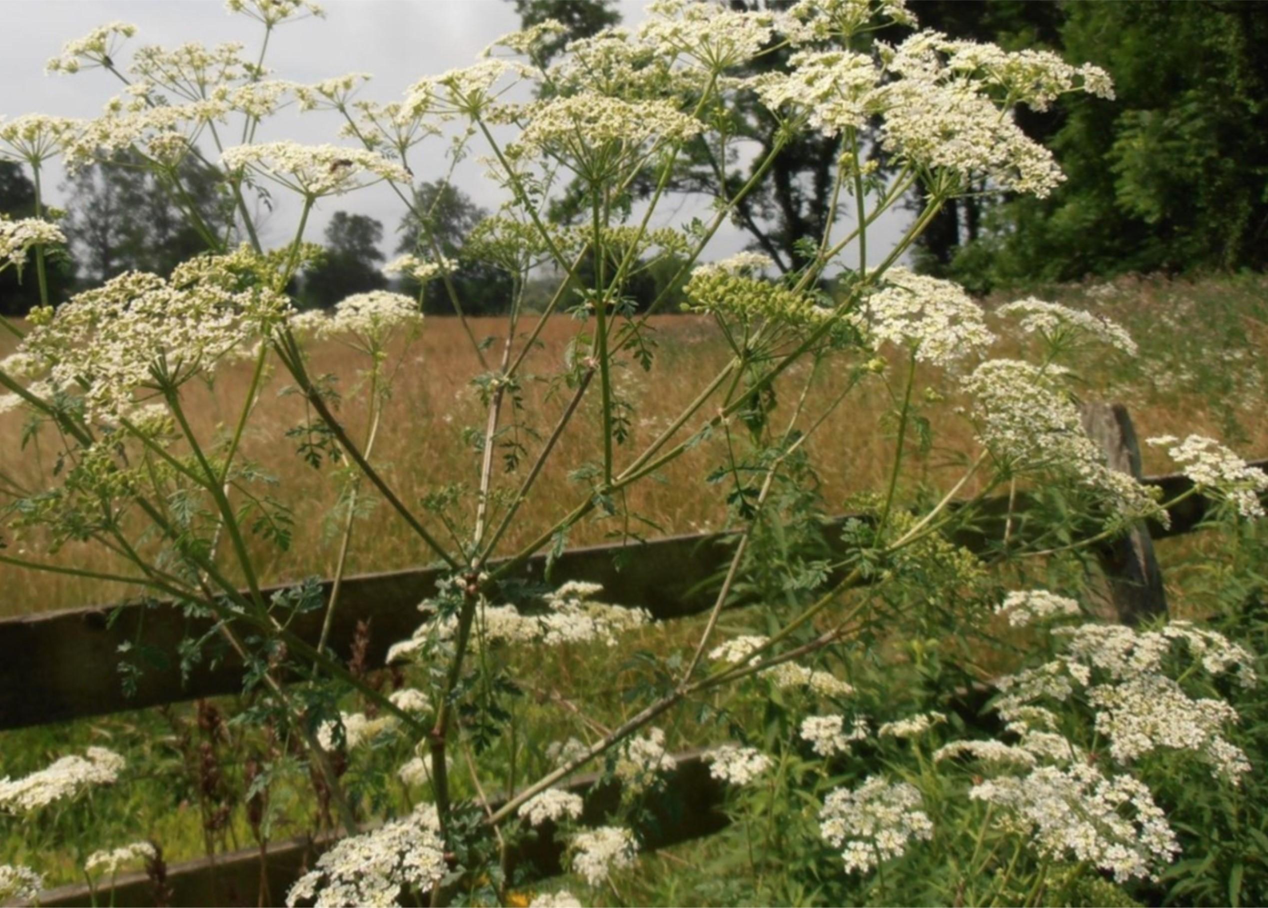 Figure 1. Poison hemlock (Conium maculatum) inflorescence.