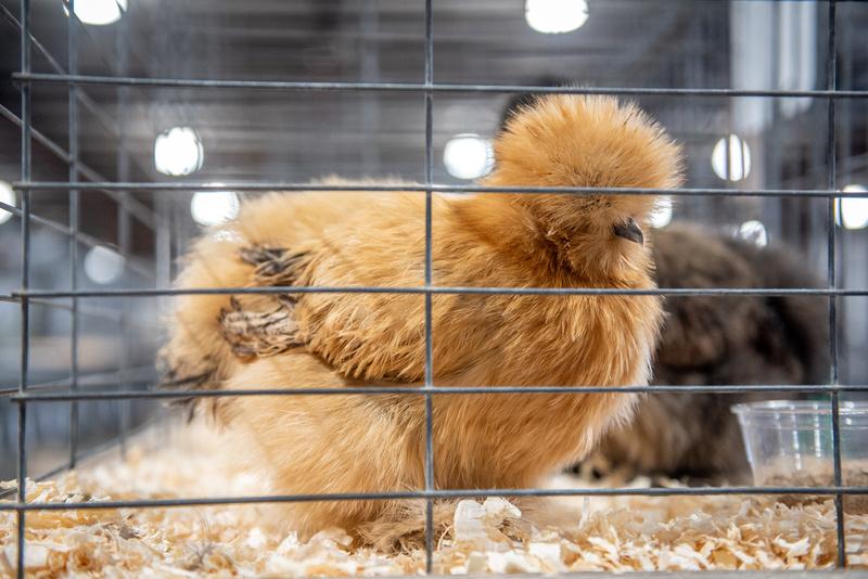 Chicken exhibit at the State Fair