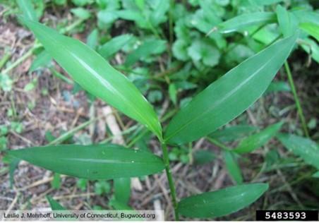 Figure 1. Japanese stiltgrass. Image: Leslie J. Mehrhoff, University of Connecticut, Bugwood.org