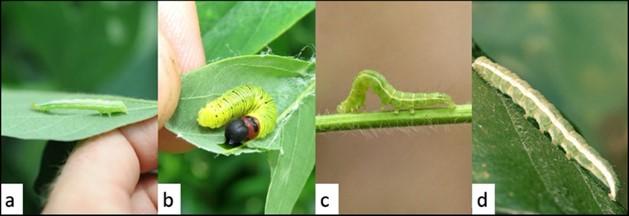 Figure 2. a) Soybean looper, photo by NCSU extension. b) Silver-spotted skipper, photo by Josh Em. c) Green cloverworm, photo by Daren Mueller. d) Velvetbean caterpillar, photo by Clemson University.