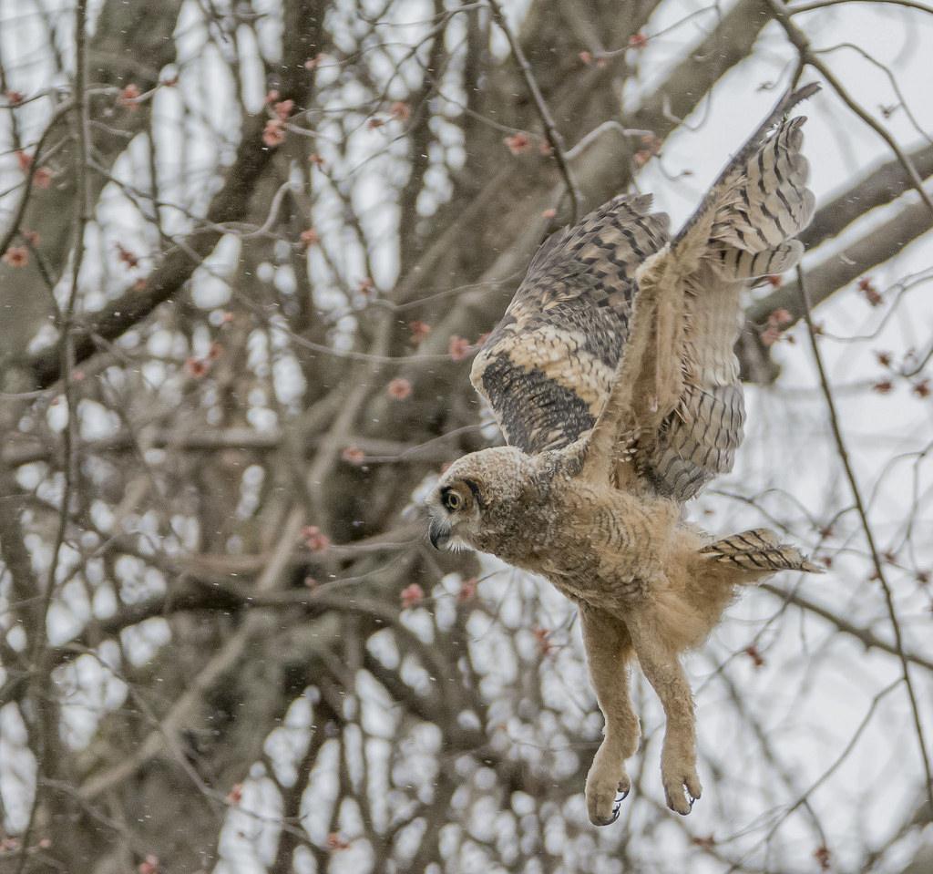 Great horned owl, Howard County MD, 2018. Photo by Anthony VanSchoor, Maryland Biodiversity Project