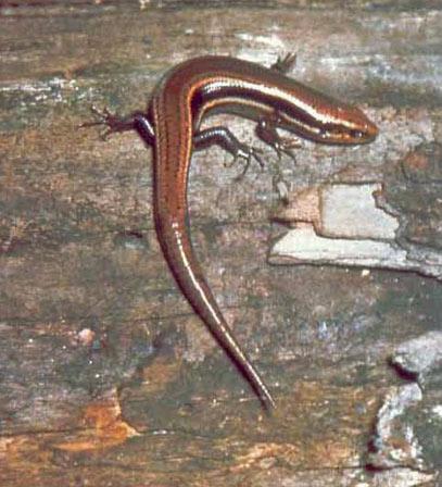 Adult Northern Coal Skink. Photo courtesy Charlie Stine.