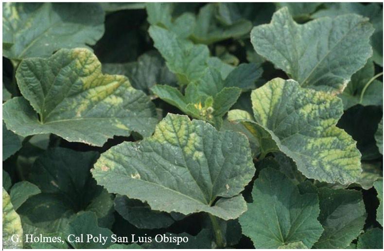 Fig. 2 Marginal chlorosis most likely due to copper fungicide applications.