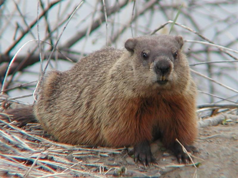 Woodchuck