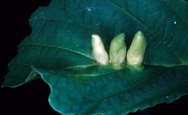 cone-shaped galls on witch hazel leaves