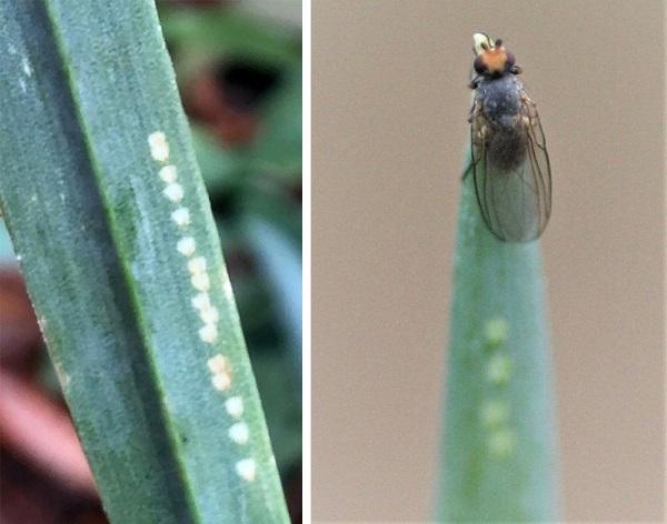 allium leafminer damage and adult on foliage