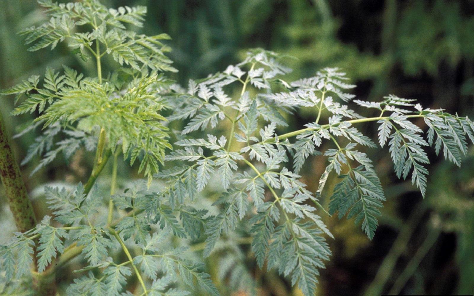 poison hemlock leaves