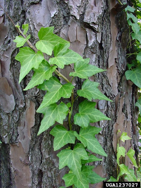 English ivy foliage climbing pine tree in September. Photo by Chuck Bargeron, University of Georgia, Bugwood.org