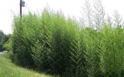 Golden bamboo growing along a roadside.