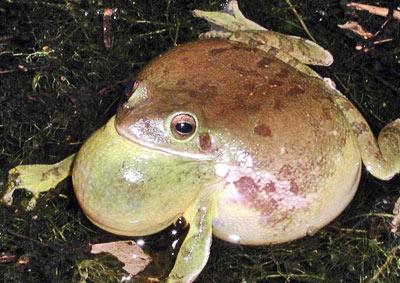 Calling barking tree frog. Photo courtesy Scott A. Smith.