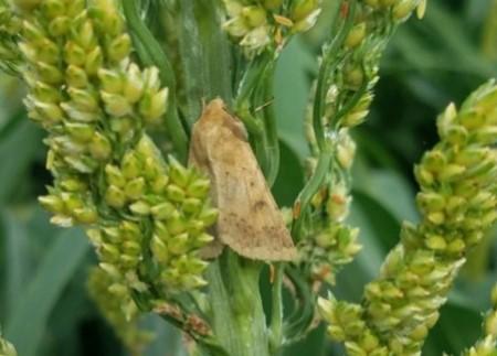 Figure 1. Corn earworm adult.