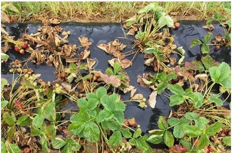 Figure 1. Plant collapse and bluish-green leaf color of 'Flavorfest' plants affected by Phytophthora crown rot. Photo: Kathy Demchak, Penn State