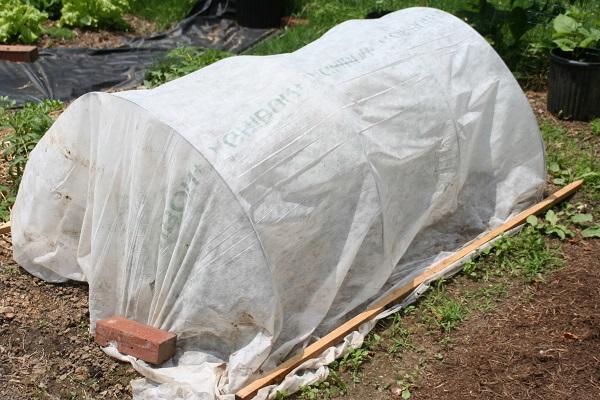 row cover secured to ground with bricks and piece of wood