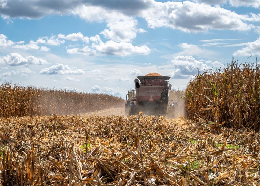 Combine harvesting corn