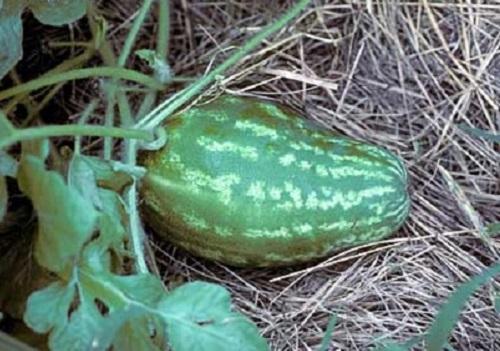 Poor pollination of watermelon