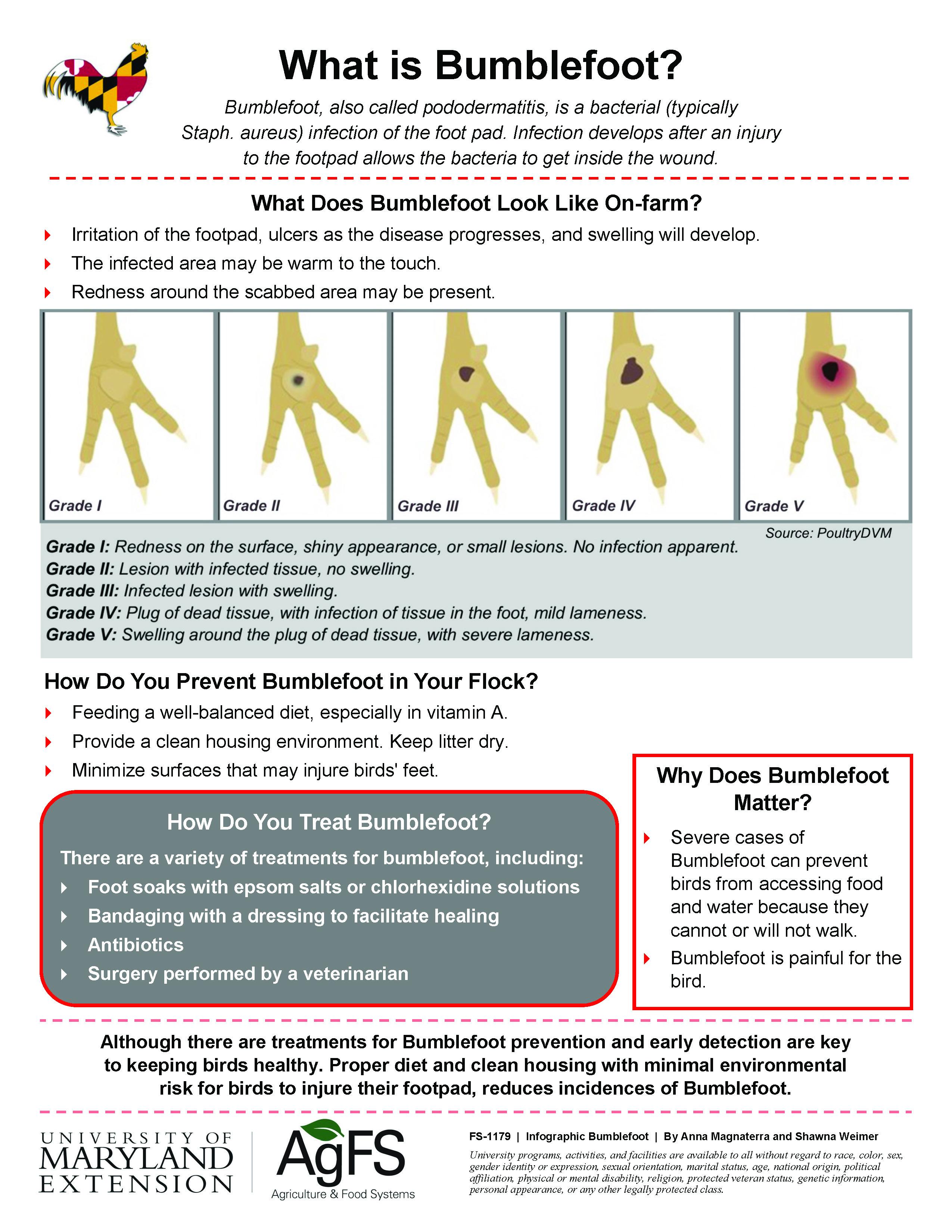 Infographic: What is bumblefoot 