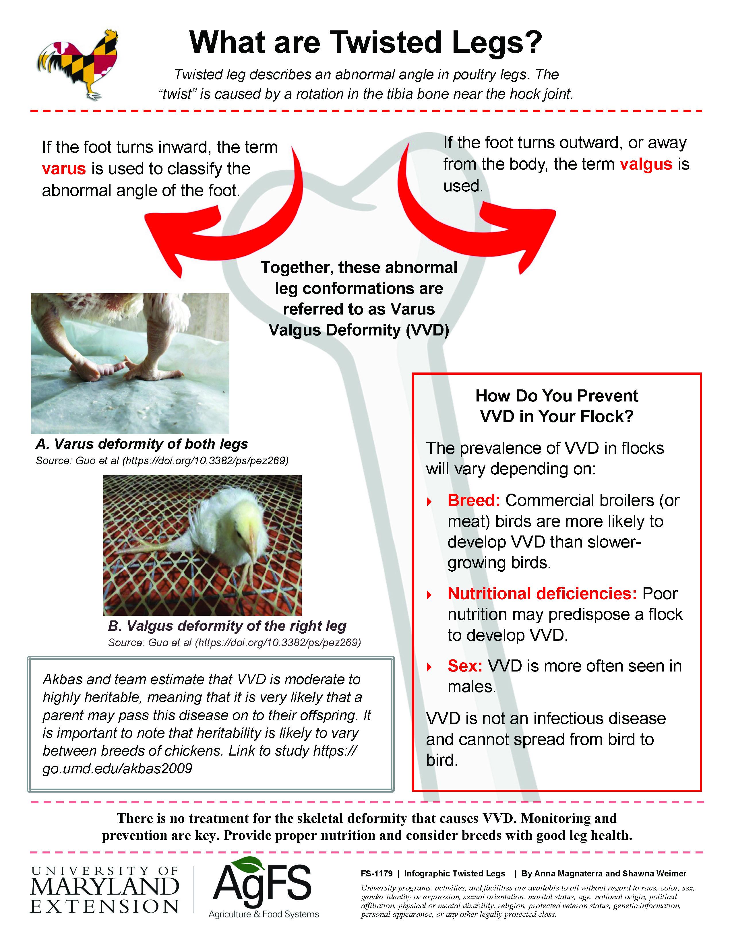 Infographic: What are Twisted Legs?