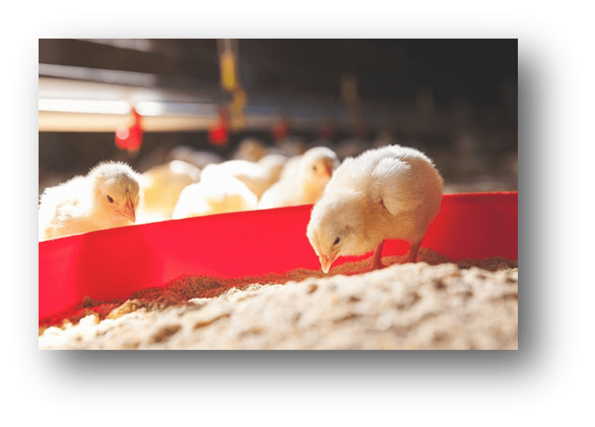 chick in a feeding pan