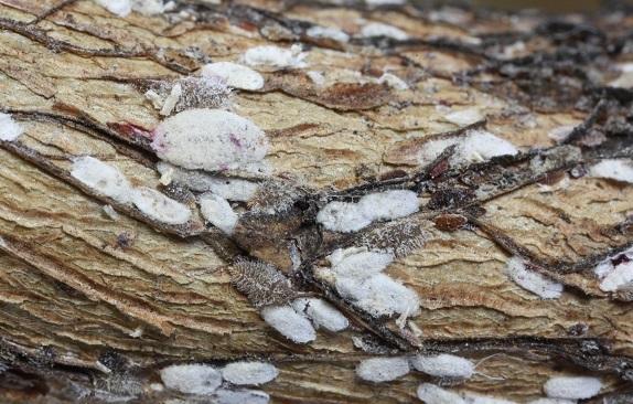 white male covers of crapemyrtle bark scale