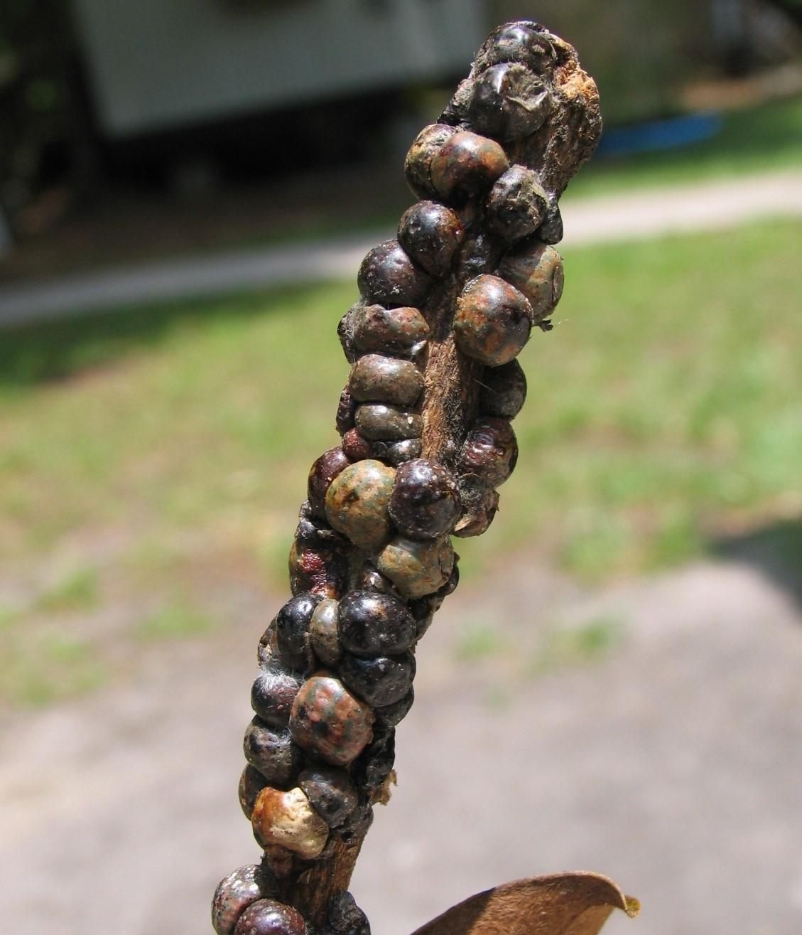 close up of tuliptree scale 