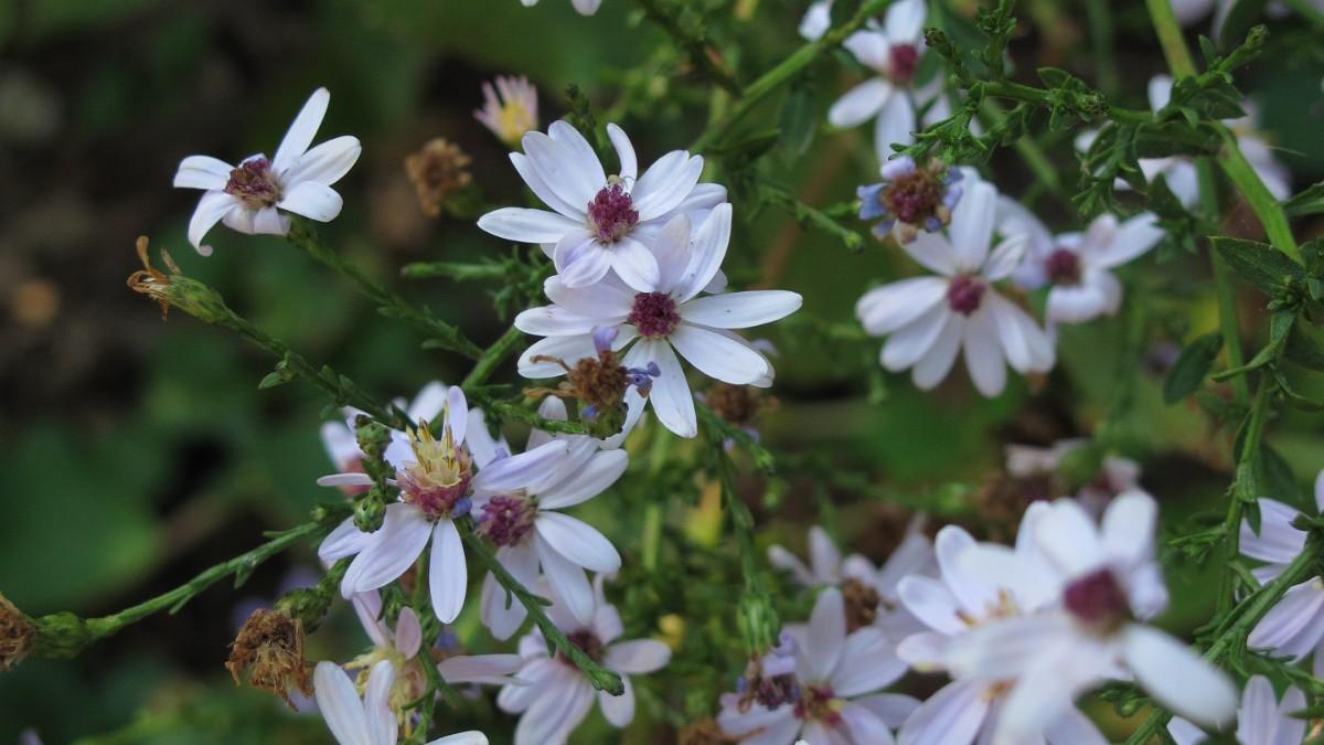 blue wood aster