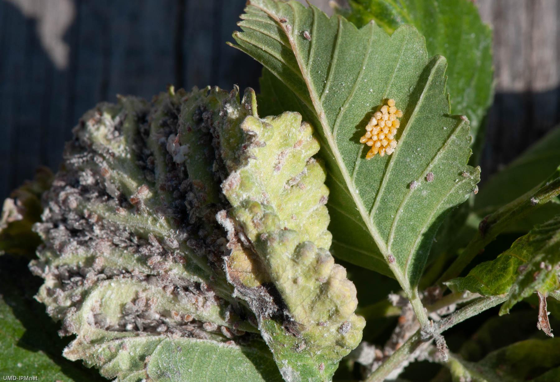 Lady bird beetle eggs on birch leaf infested with spiny witchhazel gall aphids