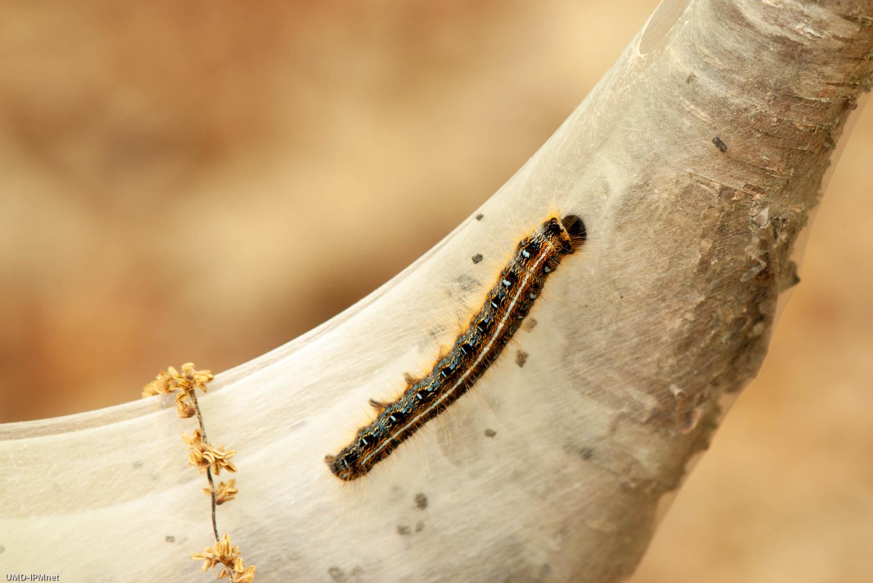 Late instar eastern tent caterpillar