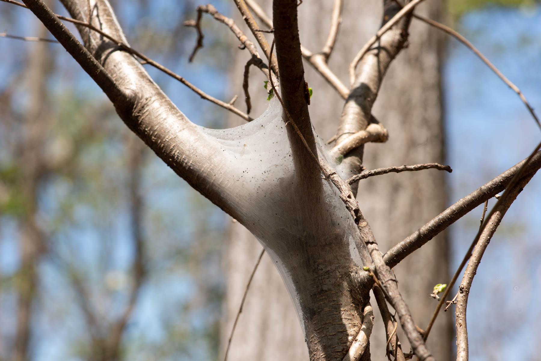 Nest of eastern tent caterpillar