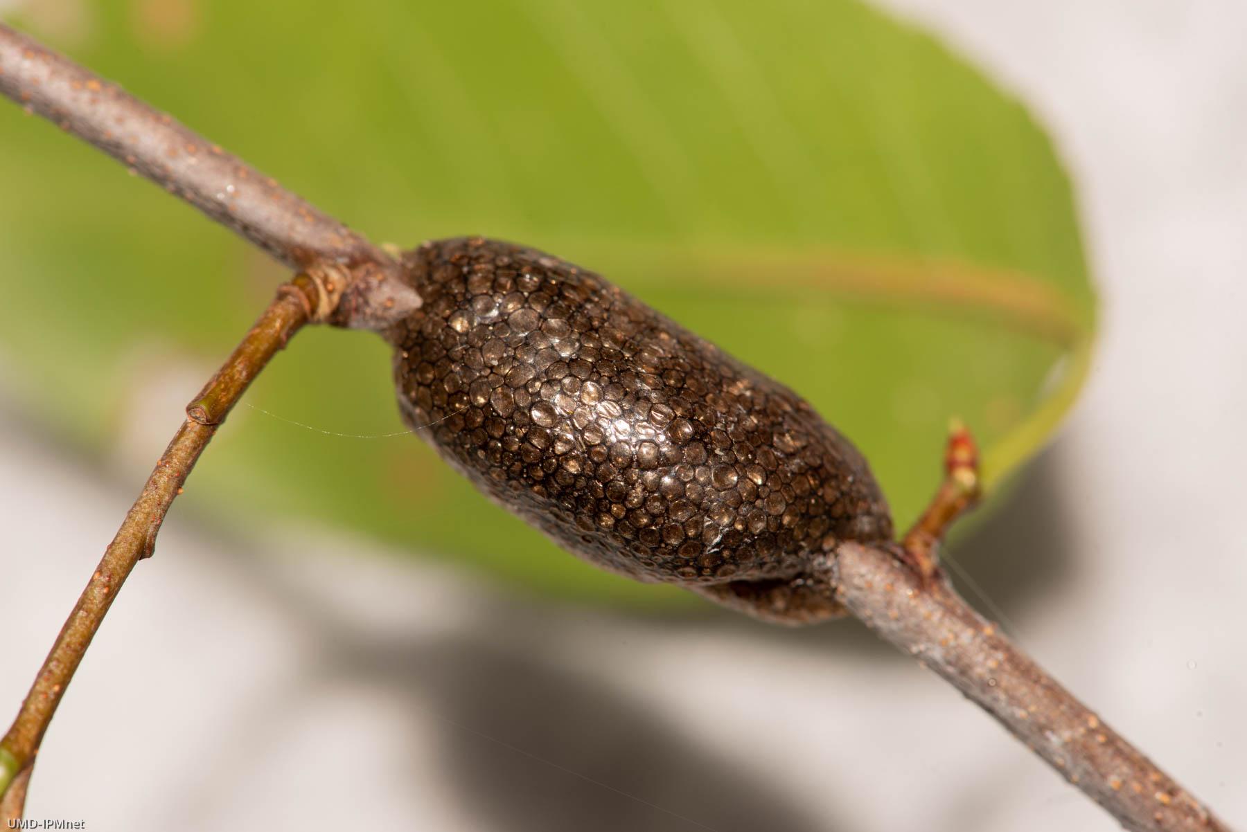 Eastern tent caterpillar egg mass