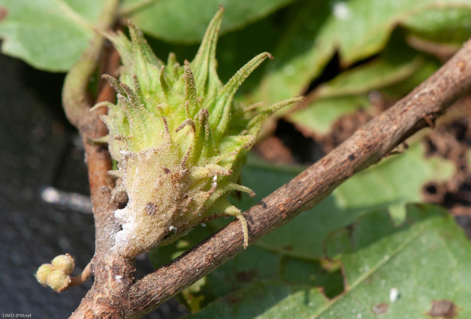 Spiny witchhazel flower bud galls