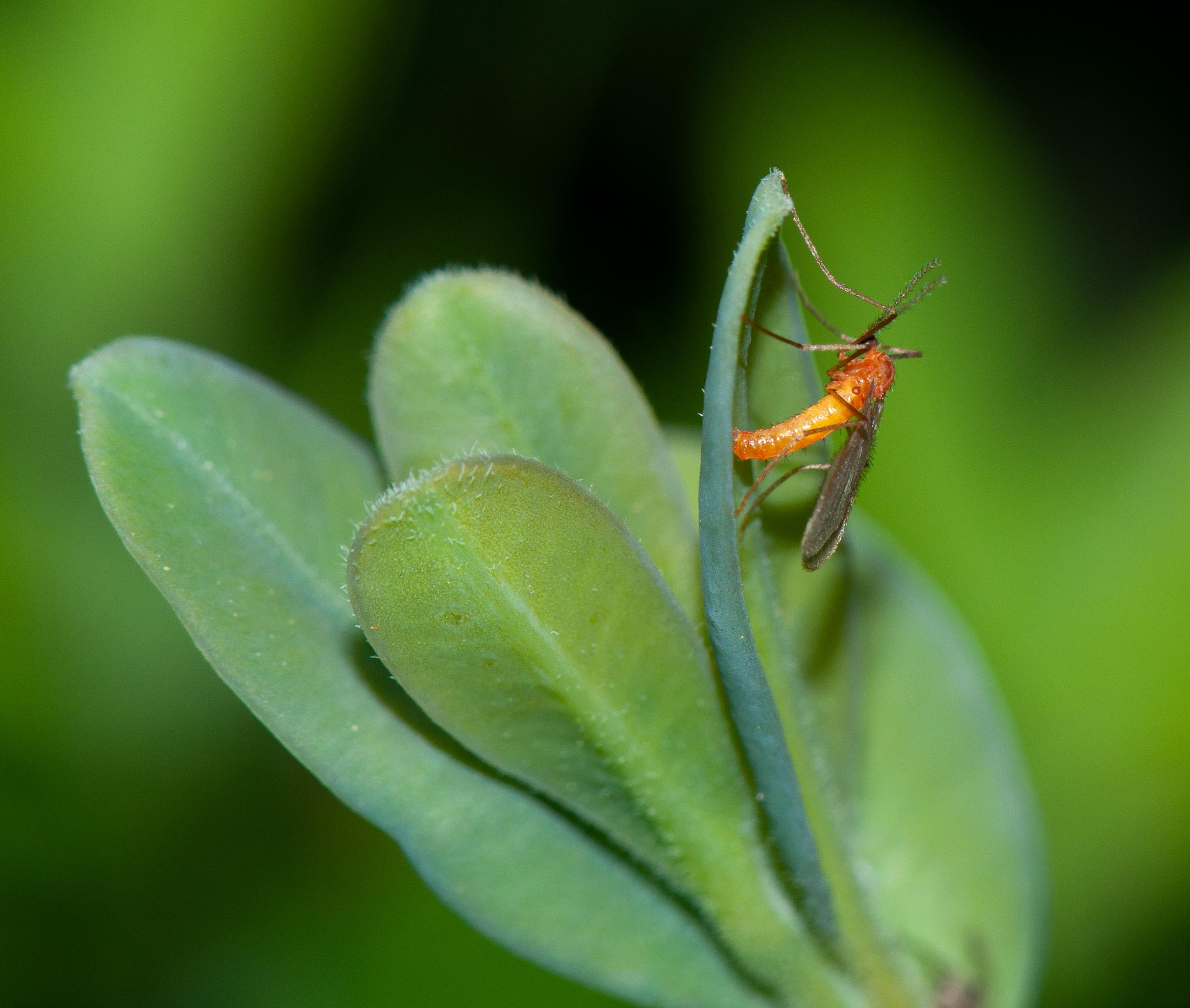 Boxwood leafminer adult