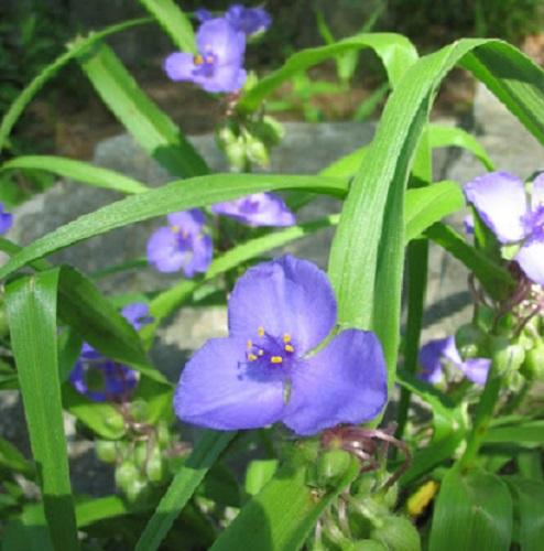 purple spiderwort blooms