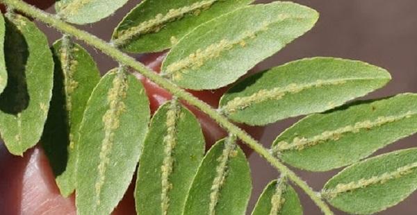 crawlers of calico scale line the leaf veins of honeylocust leaflets