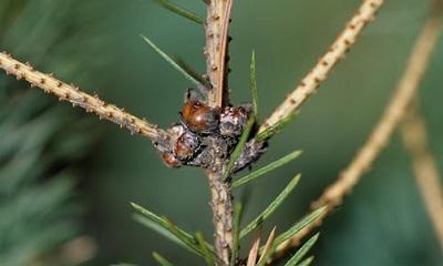 closeup of spruce bud scale