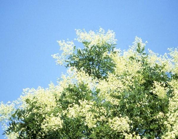 Japanese pagodatree in bloom