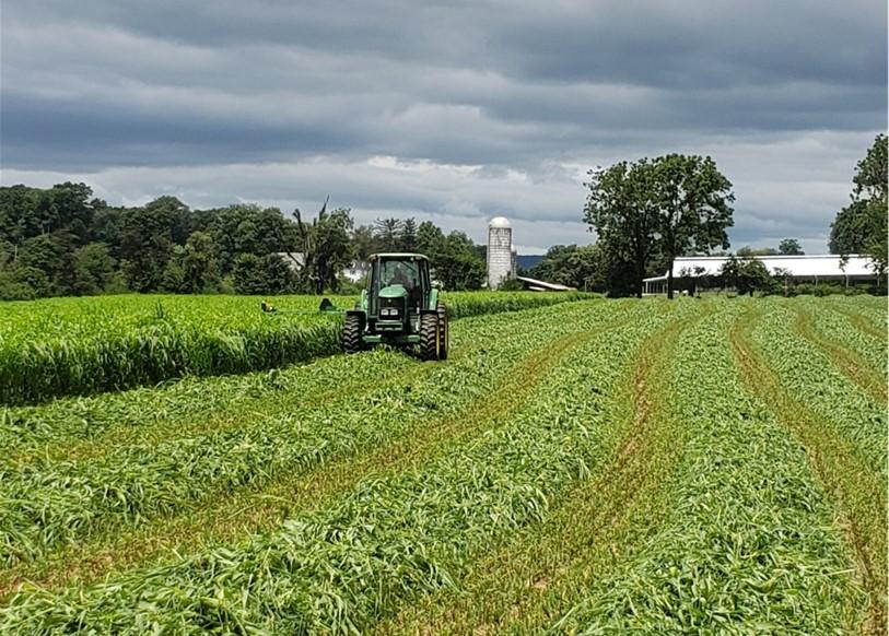 Tractor harvesting forage