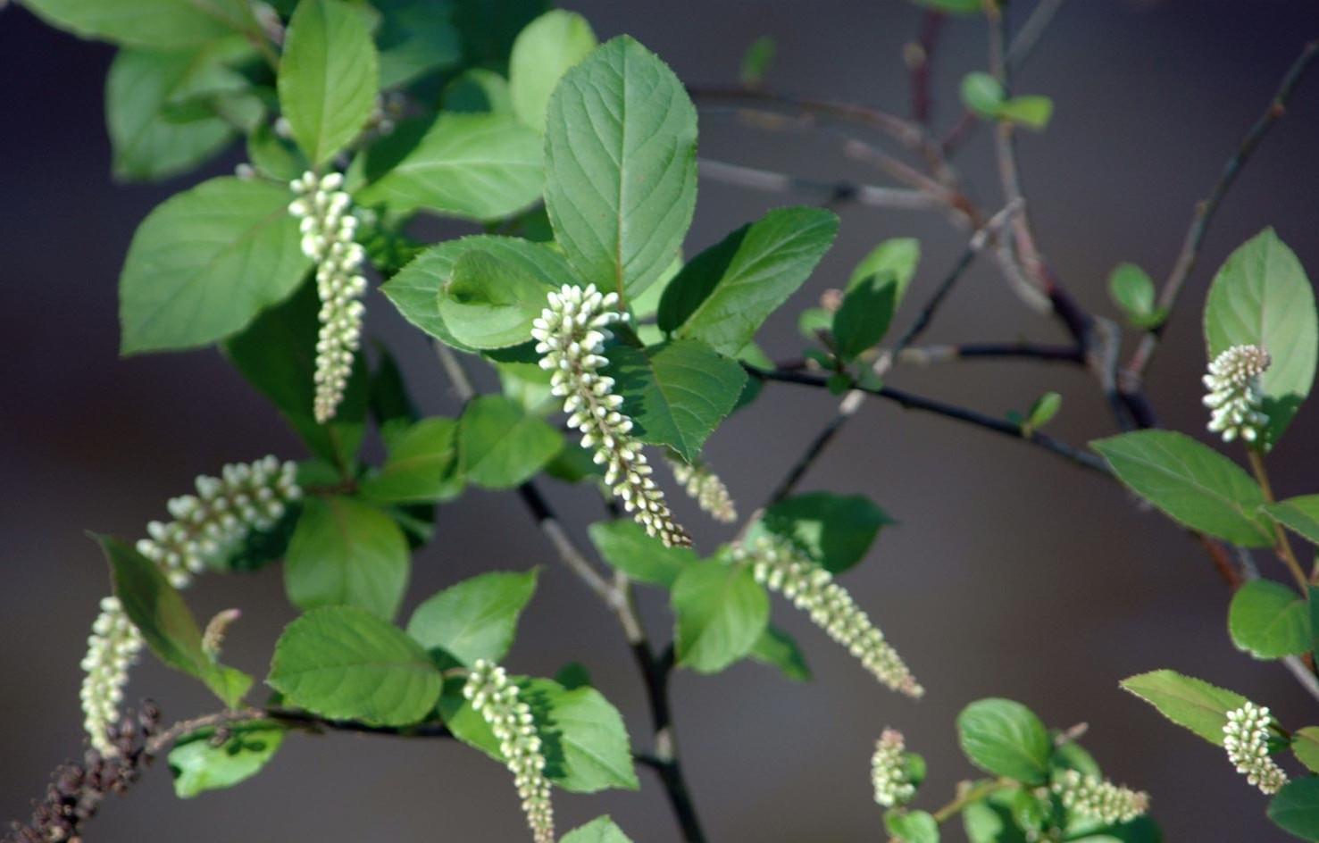 White flowers of Virginia sweetspire native plant