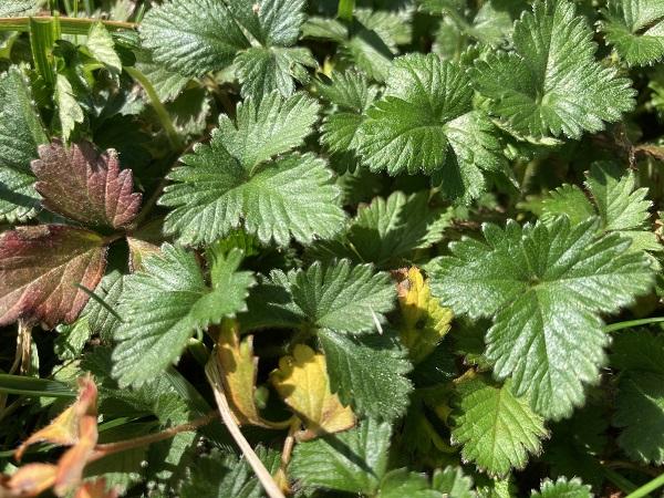 mock strawberry leaves