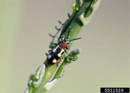 Fig.1 Common Asparagus beetle and eggs on asparagus. Photo: Ward Upham, Kansas State University, Bugwood.org