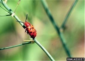 Fig. 2 Adult spotted asparagus beetle. Photo: Whitney Cranshaw, Colorado State University, Bugwood.org