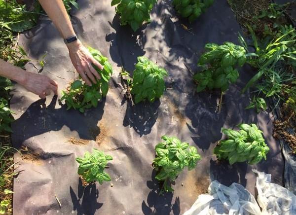 garden soil covered with paper mulch