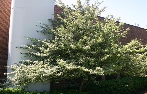 Green hawthorn in bloom. Photo: T. Davis Sydnor, The Ohio State University, Bugwood.org