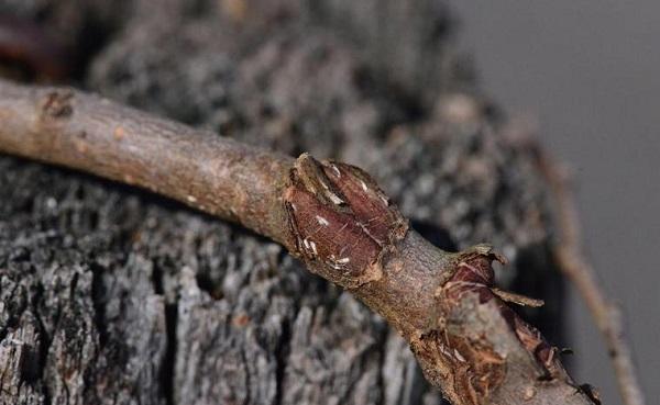 Japanese maple scale near wound callus tissue