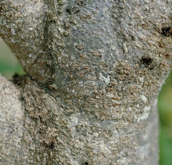 Close-up of very well-camouflaged white peach scale on bark.