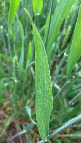 Figure 2. Symptoms of physiological leaf flecking. Image: A. Kness, University of Maryland