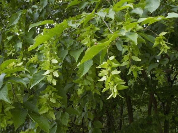 Developing seed clusters on native tree American hornbeam.