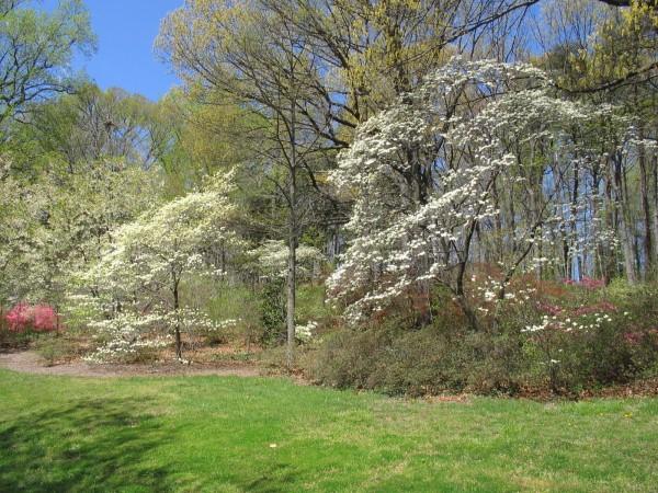 Growth habit of flowering dogwood in the garden.