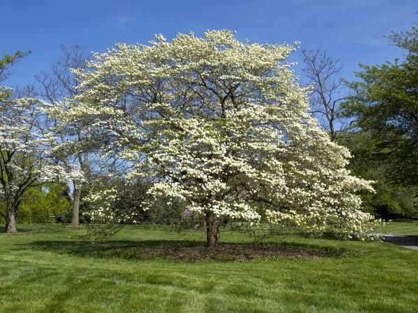 Growth habit of the native tree flowering dogwood.